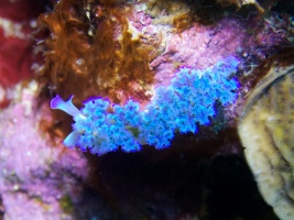 Lettuce Sea Slug IMG 7451